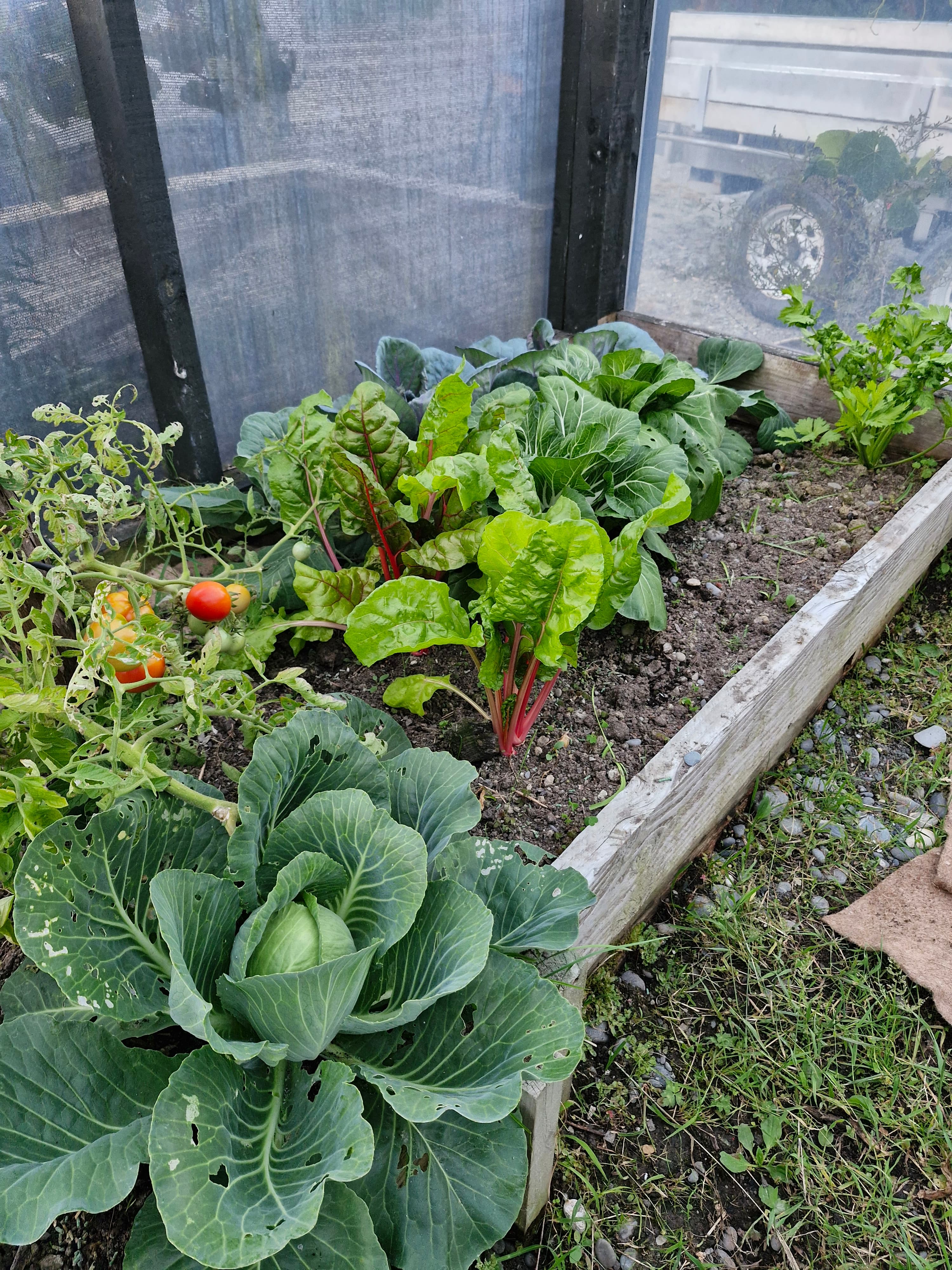 Building a simple vegetable patch at home